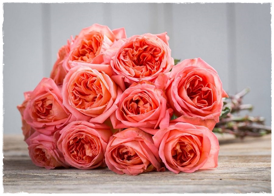 Rene Goscinny róże wielkokwiatowe